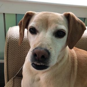 Meet your Posher, Henry